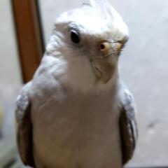 オカメインコホワイトフェイス探しています