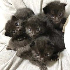 【商談中】4匹の黒猫兄弟の里親募集してます。