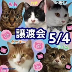 保護猫譲渡会inペットメモリアルパーク