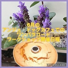 横浜市港南区ドッグカフェにてパラコード のワークショップ