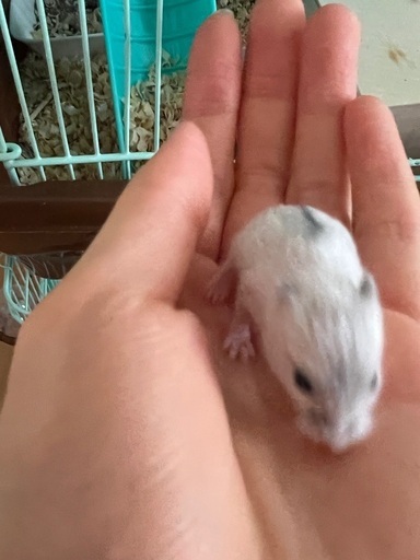 白いジャンガリアンハムスターの飼い主を探しています みか 高崎のその他の里親募集 ジモティー 白いジャンガリアンハムスターの飼い主を探しています みか 高崎のその他の里親募集 ジモティー