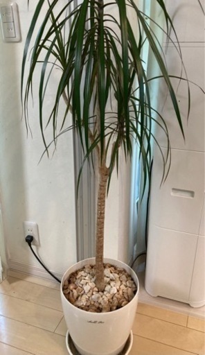 ドラセナ　コンシンネ　観葉植物