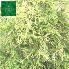 フィリフェラオーレア10本程　庭木