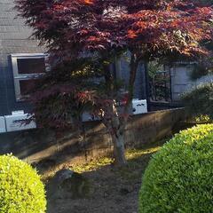 赤黒モミジ 赤紅葉 もみじ