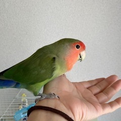 コザクラインコ