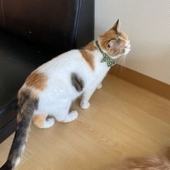 一緒に猫カフェ行ける方いませんか🐈