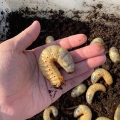 ご好評につき残りわずか！カブトムシ⑤ 幼虫 1匹100円！