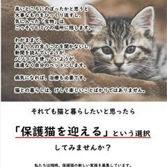 保護猫譲渡会🐾　2022/5/15