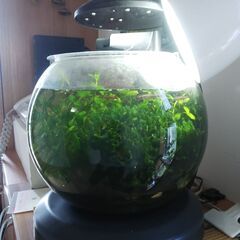 丸型水槽 テトラウォーターフォールアクア Wg 25ls 水草 魚 レッドチェリーシュリンプ Yukun 赤嶺のその他の中古あげます 譲ります ジモティーで不用品の処分 丸型水槽 テトラウォーターフォールアクア Wg 25ls 水草 魚 レッドチェリーシュリンプ Yukun 赤嶺のその他の中古あげます 譲ります ジモティーで不用品の処分