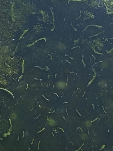 水槽の中に大量に寄生虫 が発生して泣いてます Ryuzou Kit 牧野の教えての助け合い ジモティー