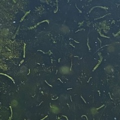 水槽の中に大量に寄生虫 が発生して泣いてます Ryuzou Kit 牧野の教えての助け合い ジモティー 水槽の中に大量に寄生虫 が発生して泣いてます Ryuzou Kit 牧野の教えての助け合い ジモティー