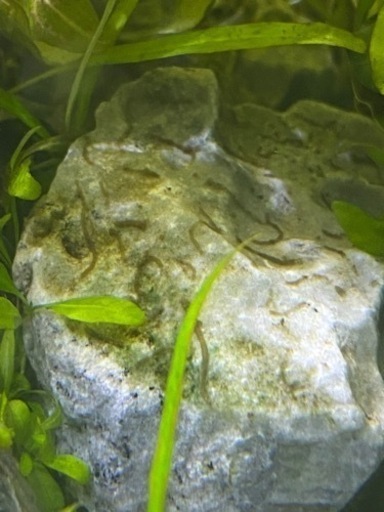 水槽の中に大量に寄生虫 が発生して泣いてます Ryuzou Kit 牧野の教えての助け合い ジモティー 水槽の中に大量に寄生虫 が発生して泣いてます Ryuzou Kit 牧野の教えての助け合い ジモティー