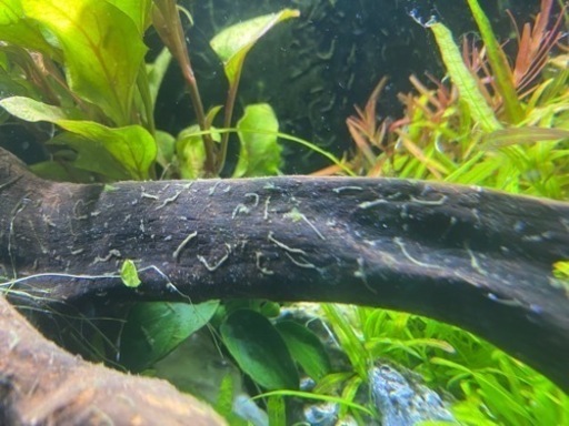 水槽の中に大量に寄生虫 が発生して泣いてます Ryuzou Kit 牧野の教えての助け合い ジモティー 水槽の中に大量に寄生虫 が発生して泣いてます Ryuzou Kit 牧野の教えての助け合い ジモティー