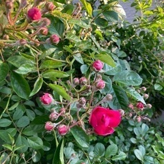 ツル薔薇　ピンク苗　明日開花？