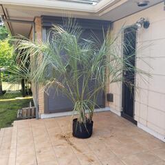 夫婦ココスヤシ