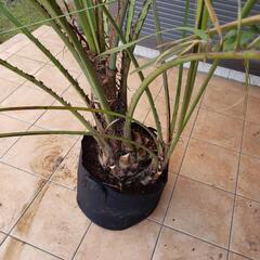 夫婦ココスヤシ