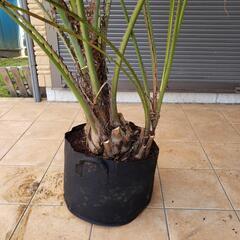 夫婦ココスヤシ