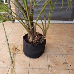 夫婦ココスヤシ