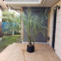 夫婦ココスヤシ