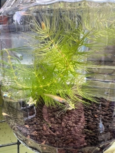 メダカ3匹とミナミヌマエビ2匹 水草飼育セット てんてん てだこ浦西のその他の中古あげます 譲ります ジモティーで不用品の処分