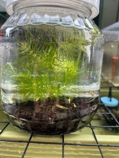 メダカ3匹とミナミヌマエビ2匹 水草飼育セット てんてん てだこ浦西のその他の中古あげます 譲ります ジモティーで不用品の処分