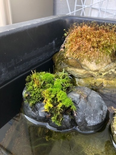 ビオトープ用苔付き石 かたずけたい 西焼津のその他の中古あげます 譲ります ジモティーで不用品の処分