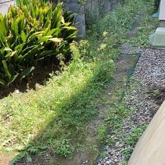 軽作業：草むしりのお手伝いをしてくださる方募集（継続案件）東京都中野区の画像