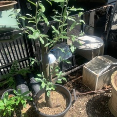 ロシアンオリーブ　鉢植え