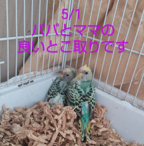 Baby Parakeets セキセイインコの赤ちゃんの里親募集 Keiko 宮崎台のその他の里親募集 ジモティー