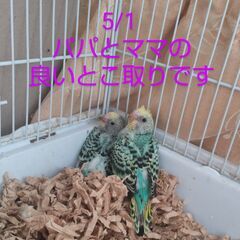 Baby parakeets, セキセイインコの赤ちゃんの里親募集
