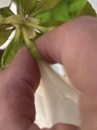 ツツジの花がら摘み5 10 5 15のできる日にお願いします くり 荒川沖の手伝って 助けての助け合い ジモティー