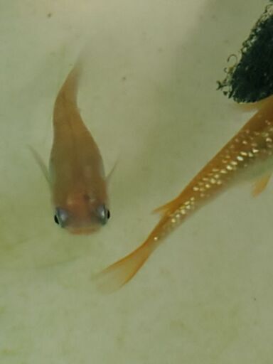 メダカ レインボーラメ6匹 とし 甲斐住吉のその他の中古あげます 譲ります ジモティーで不用品の処分