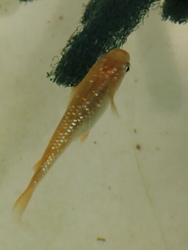 メダカ レインボーラメ6匹 とし 甲斐住吉のその他の中古あげます 譲ります ジモティーで不用品の処分