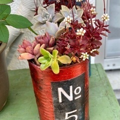 【植物】多肉植物+手作りリメ缶(赤)
