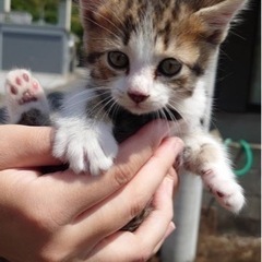 助けてください！可愛い赤ちゃん猫