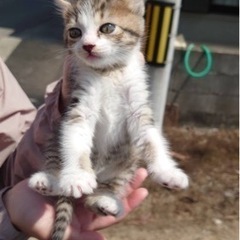助けてください！可愛い赤ちゃん猫(決まりました！) - 猫