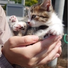 助けてください！可愛い赤ちゃん猫(決まりました！) - 高知市