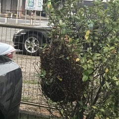 日当5万以上可能　40-80万が平均月収です　蜂駆除「蜂ハンター」害虫駆除 − 埼玉県