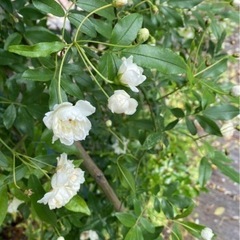 ※お取引き終了※モッコウバラ　白花　八重　挿し穂　10本