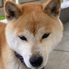 可愛がって大切に最後まで育ててくださる方！ - 犬