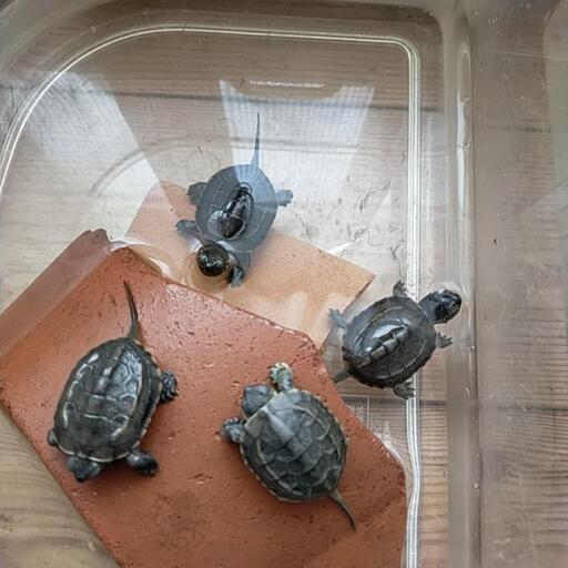 クサガメ赤ちゃんの里親募集します ゆめ 西衣山のその他の里親募集 ジモティー