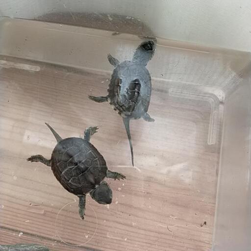 クサガメ赤ちゃんの里親募集します ゆめ 西衣山のその他の里親募集 ジモティー