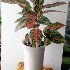アグラオネマ(ピンク斑入り)　鉢植え　観葉植物