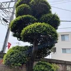 3メートルくらいの木