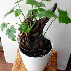 【只今お話し中】セロームとクッカバラの寄せ植え(流木活着中)　鉢...