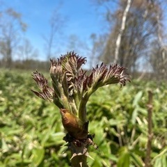 【ネット決済・配送可】タラの芽