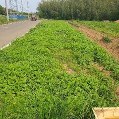 自然栽培の菊芋掘り(２時間につき１０名限定)