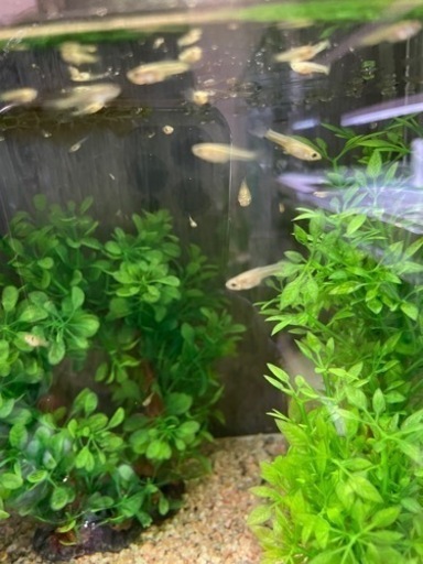 グッピーの稚魚5匹 Ii 小村井のその他の中古あげます 譲ります ジモティーで不用品の処分 グッピーの稚魚5匹 Ii 小村井のその他の中古あげます 譲ります ジモティーで不用品の処分