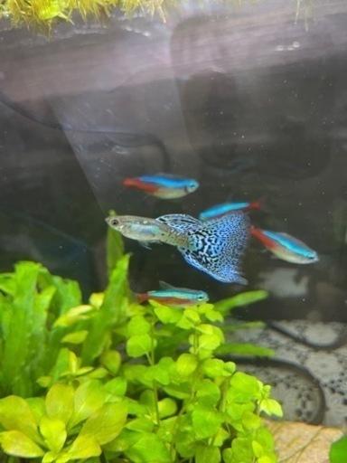 グッピーの稚魚5匹 Ii 小村井のその他の中古あげます 譲ります ジモティーで不用品の処分 グッピーの稚魚5匹 Ii 小村井のその他の中古あげます 譲ります ジモティーで不用品の処分