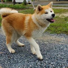秋田犬の里親を募集します。佐賀県近隣の方でお願いいたします。